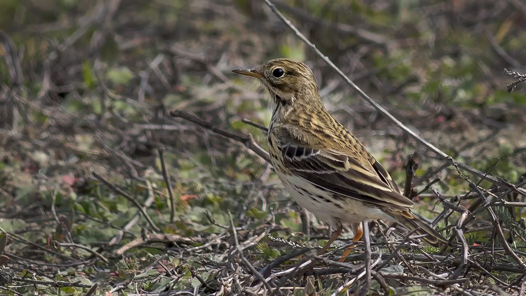 Meadow Pipit