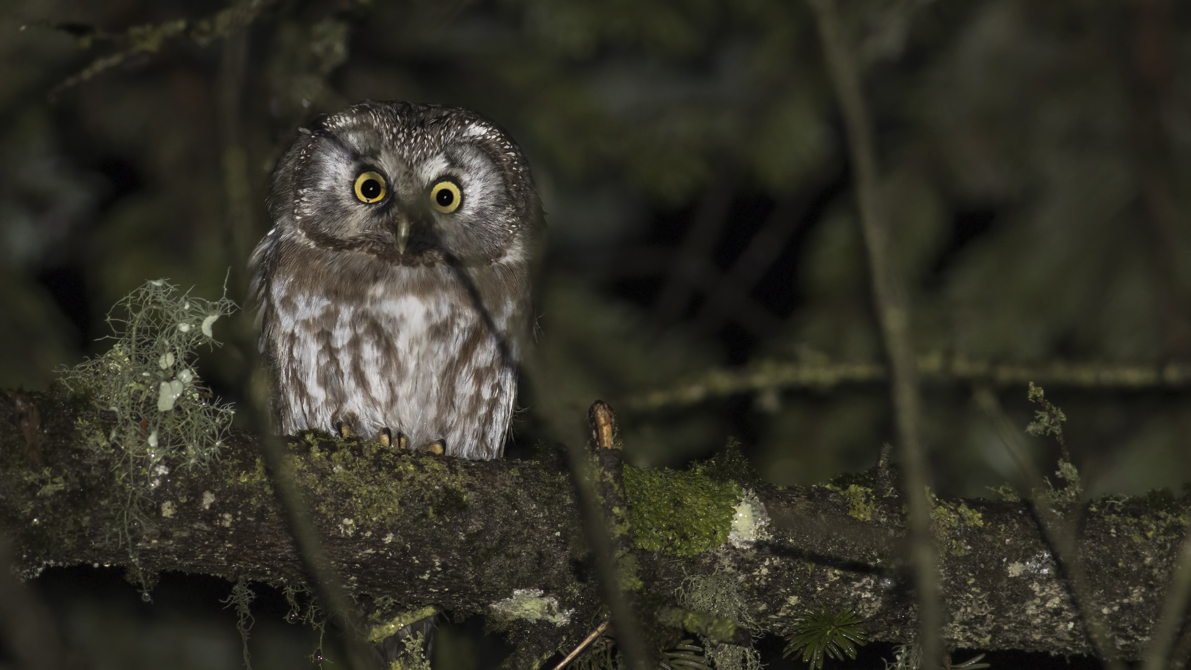Boreal Owl