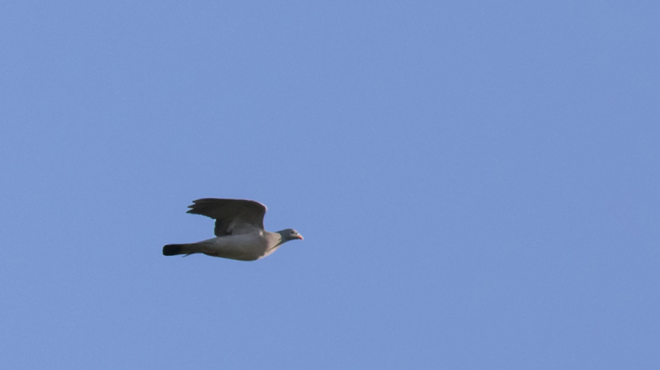 Stock Dove