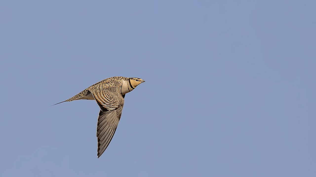 Pin-tailed Sandgrouse