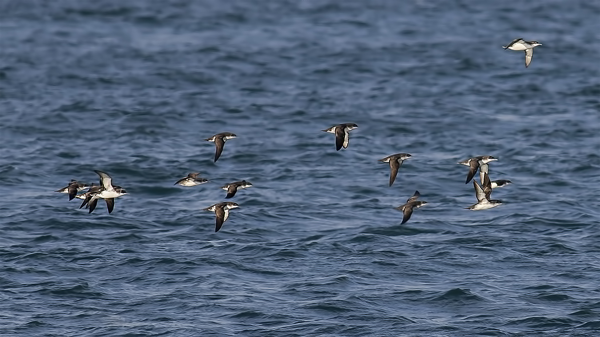 Yelkouan Shearwater