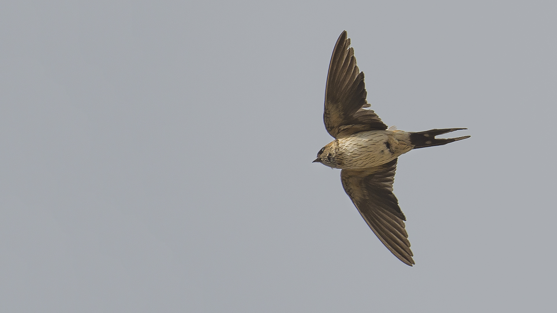 Eastern Red-rumped Swallow