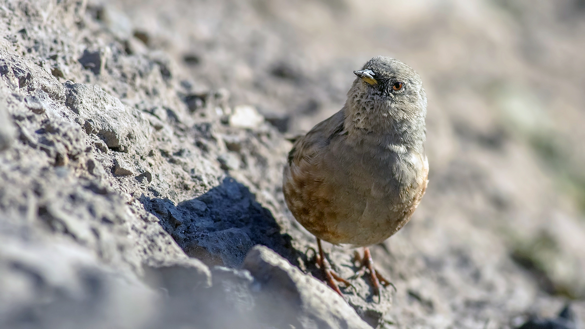 Alpine Accentor