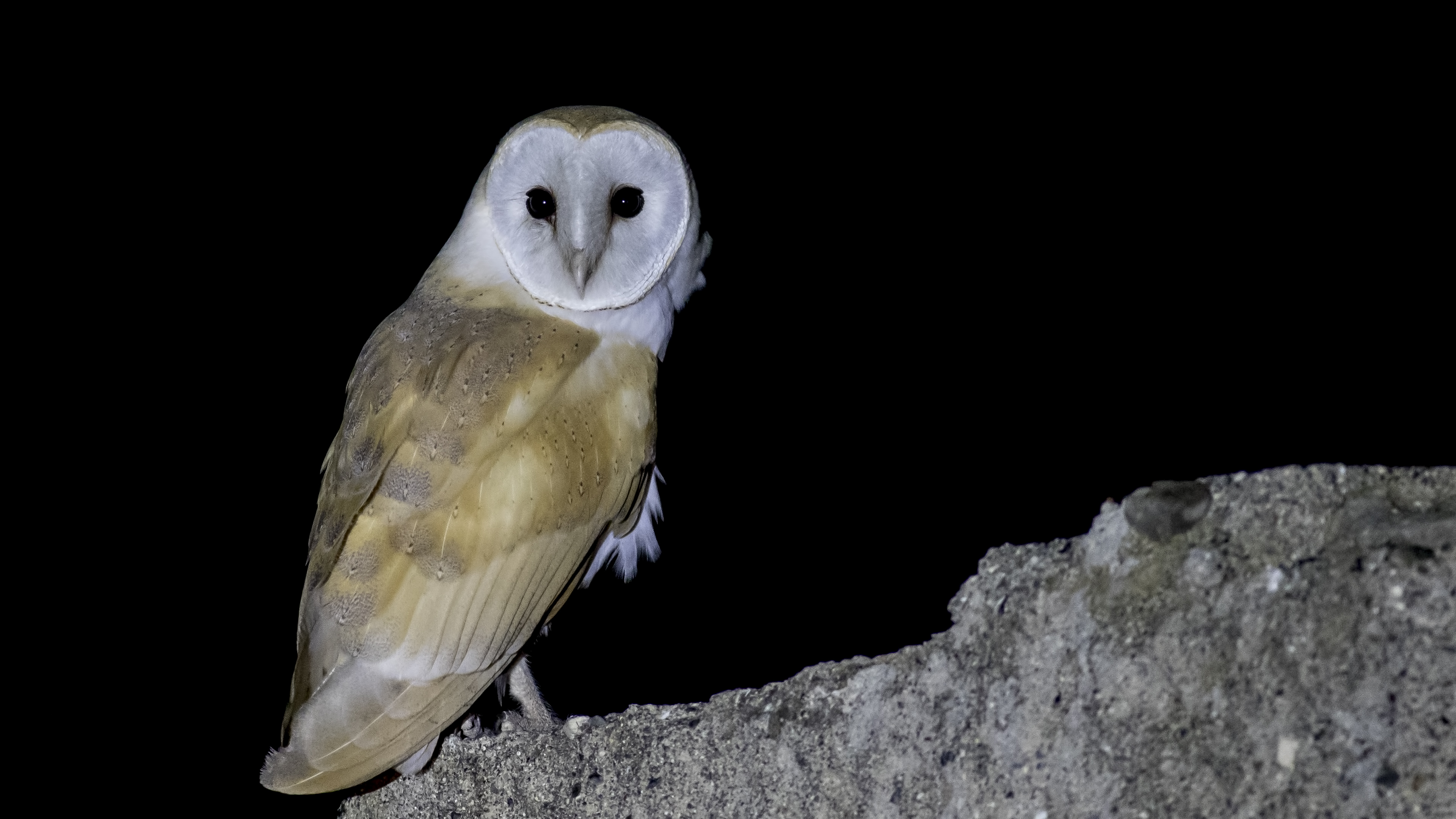 Barn Owl