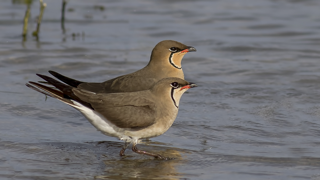Collared Pratincole