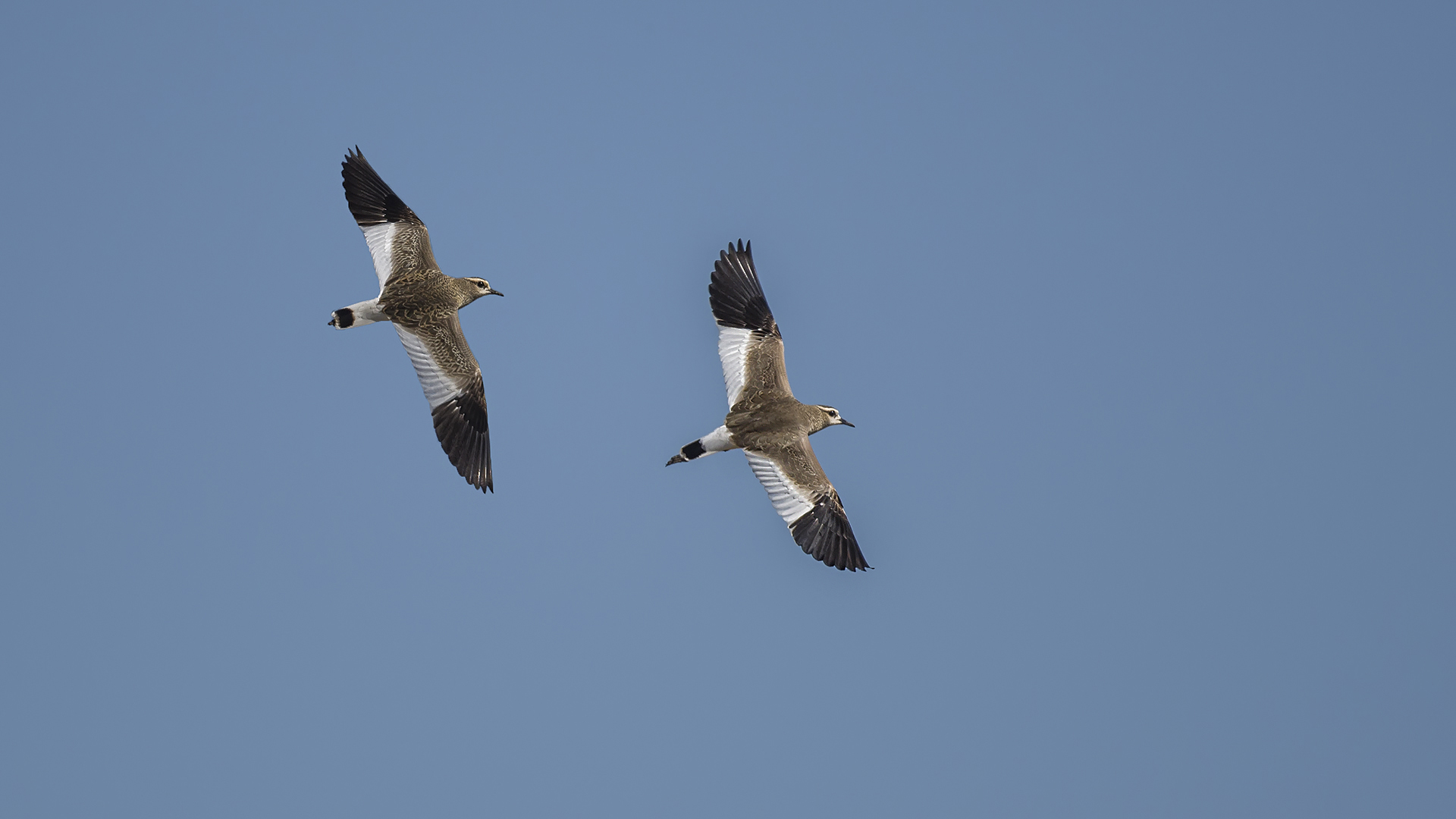 Sociable Lapwing — Ana fotoğraf