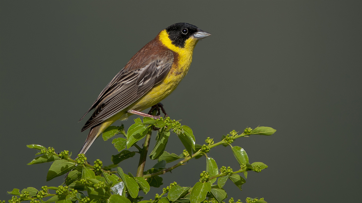 Black-headed Bunting