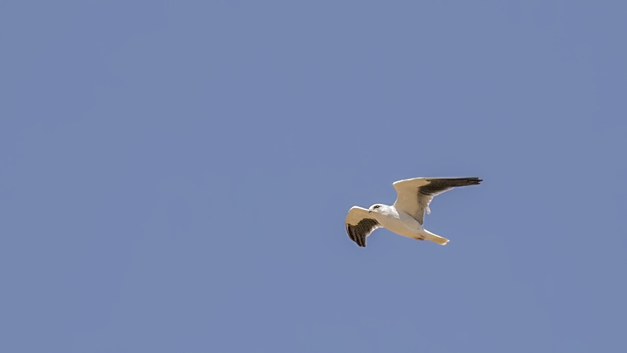 Black-winged Kite — Ana fotoğraf