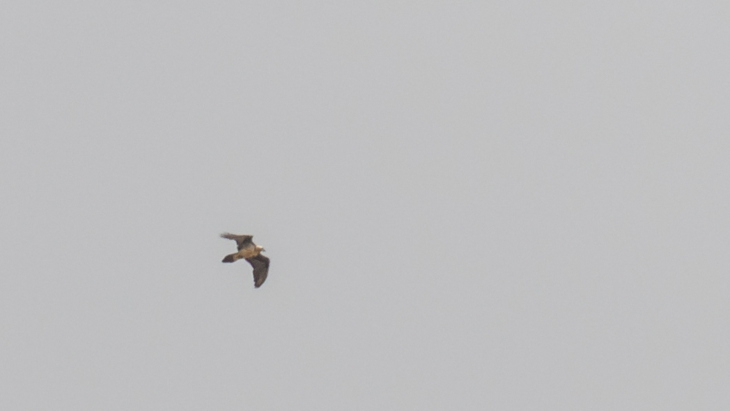 Bearded Vulture