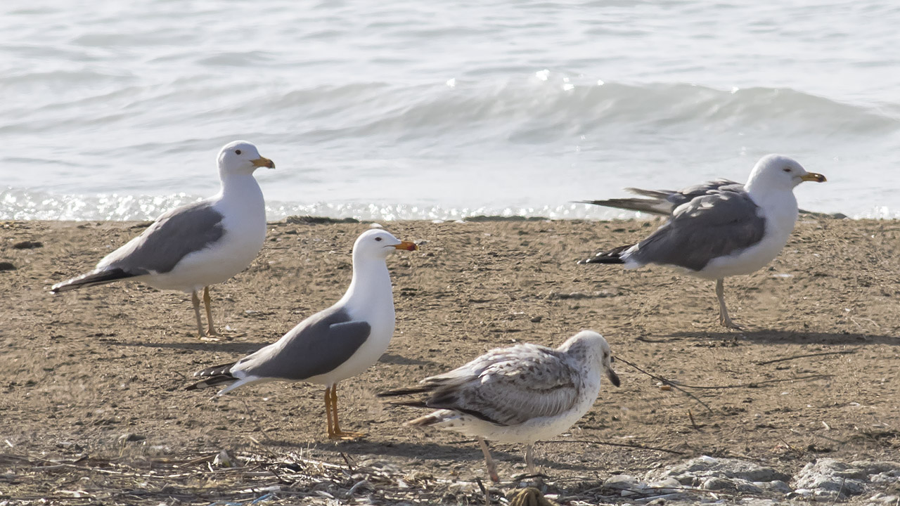 Armenian Gull