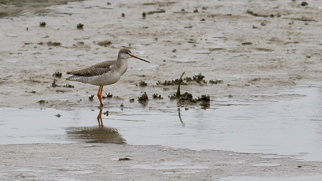 Spotted Redshank
