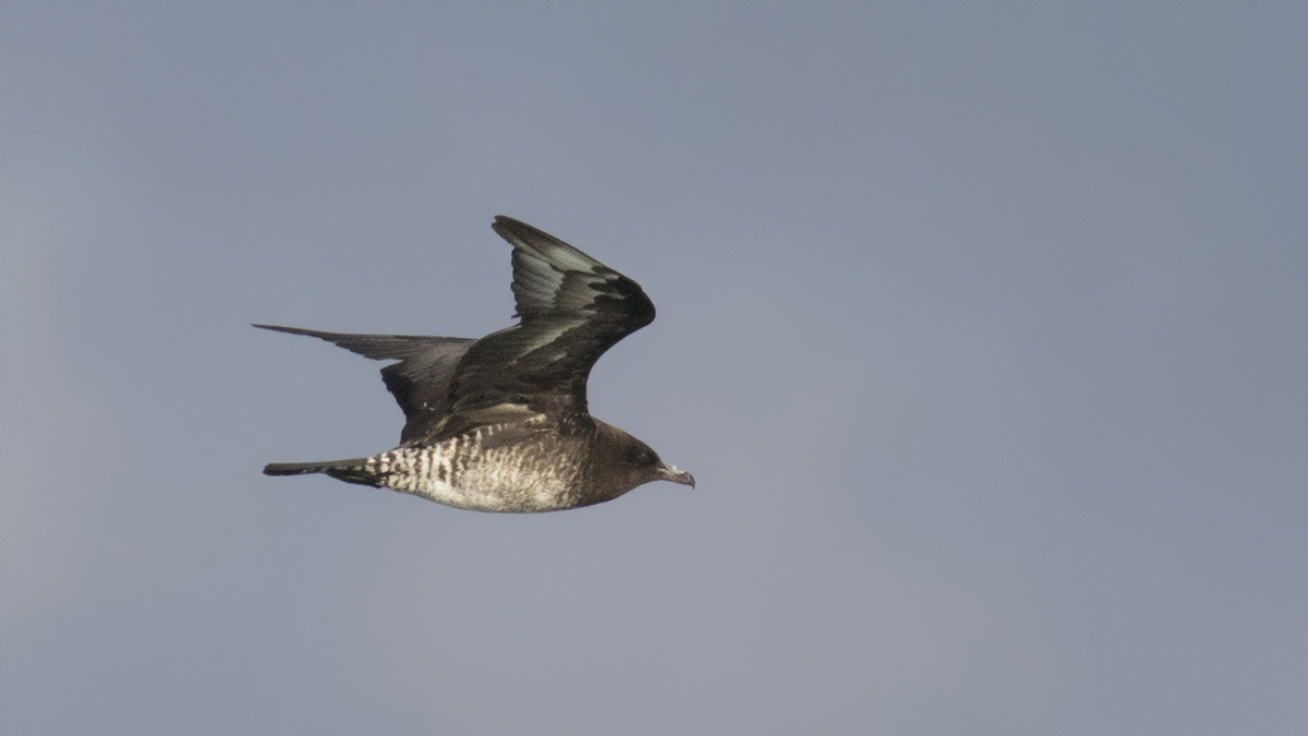 Pomarine Jaeger
