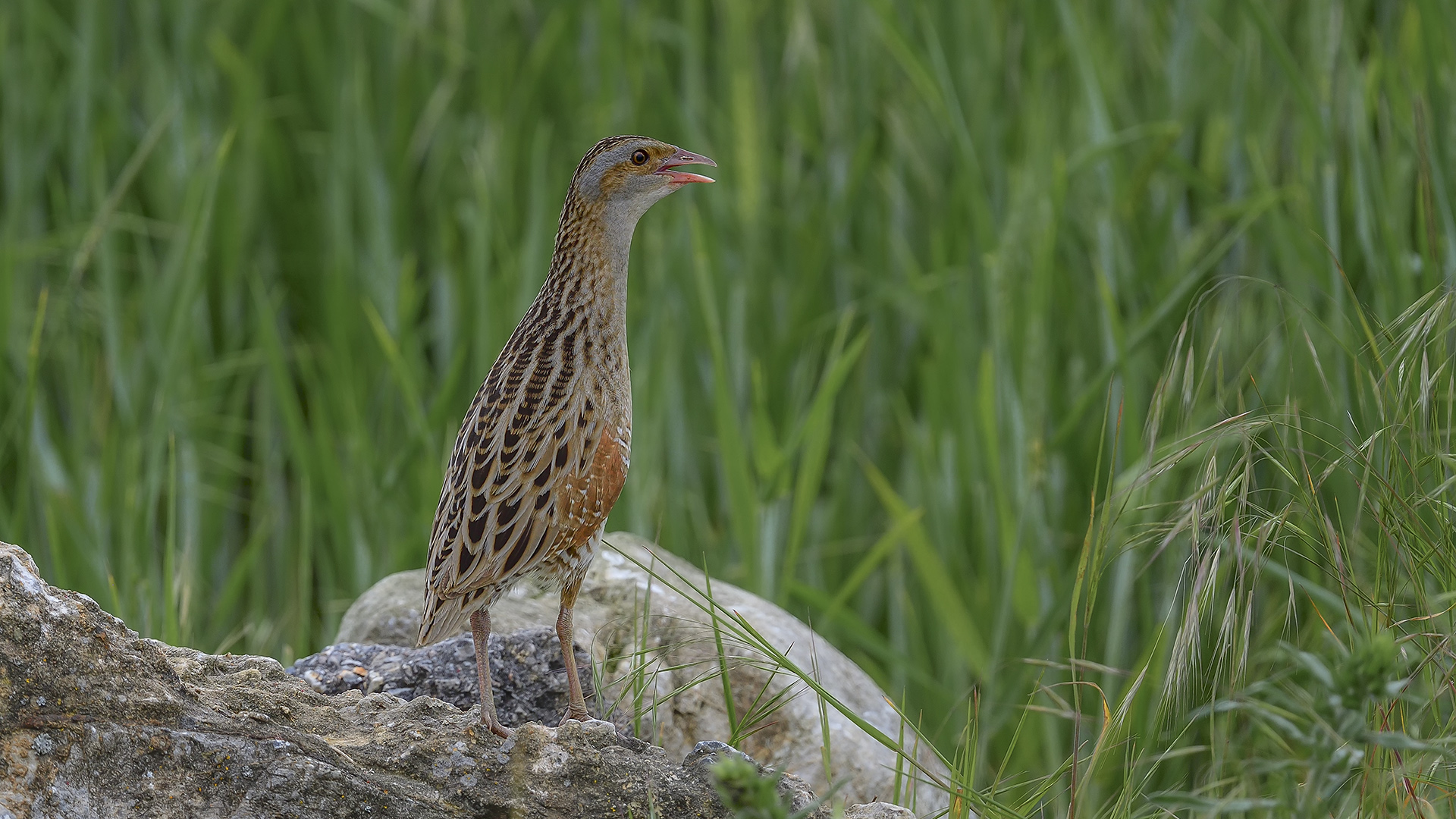 Corn Crake — Ana fotoğraf