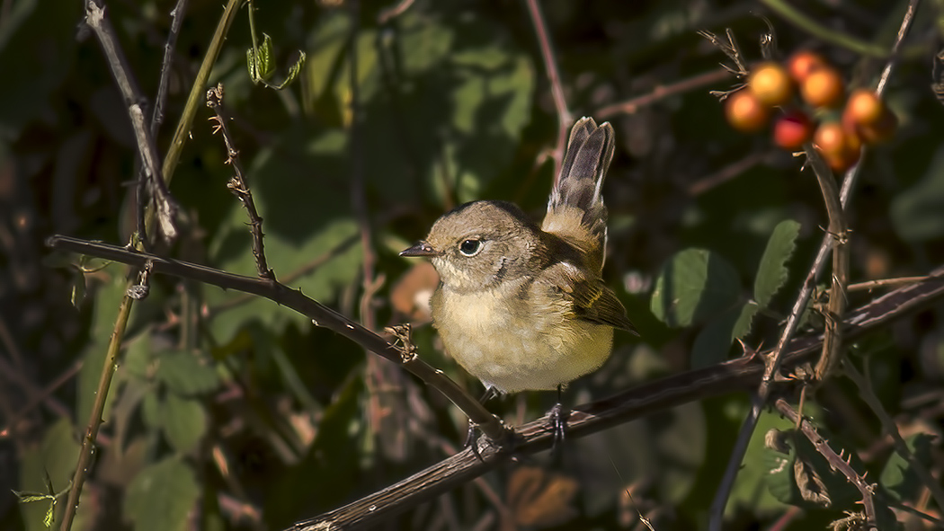 Red-breasted Flycatcher