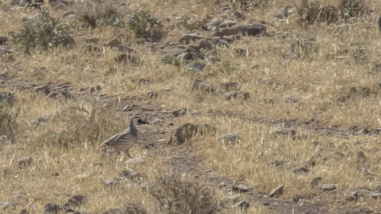 See-see Partridge