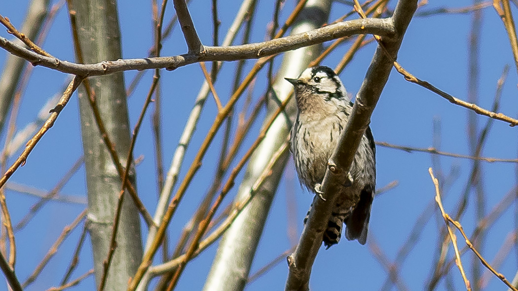 Lesser Spotted Woodpecker