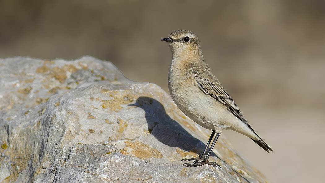 Northern Wheatear