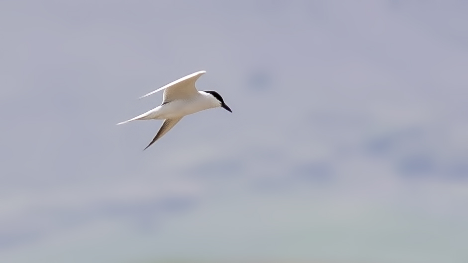 Gull-billed Tern