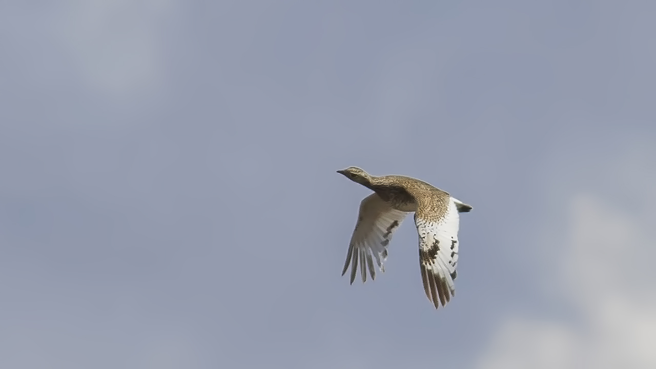 Little Bustard