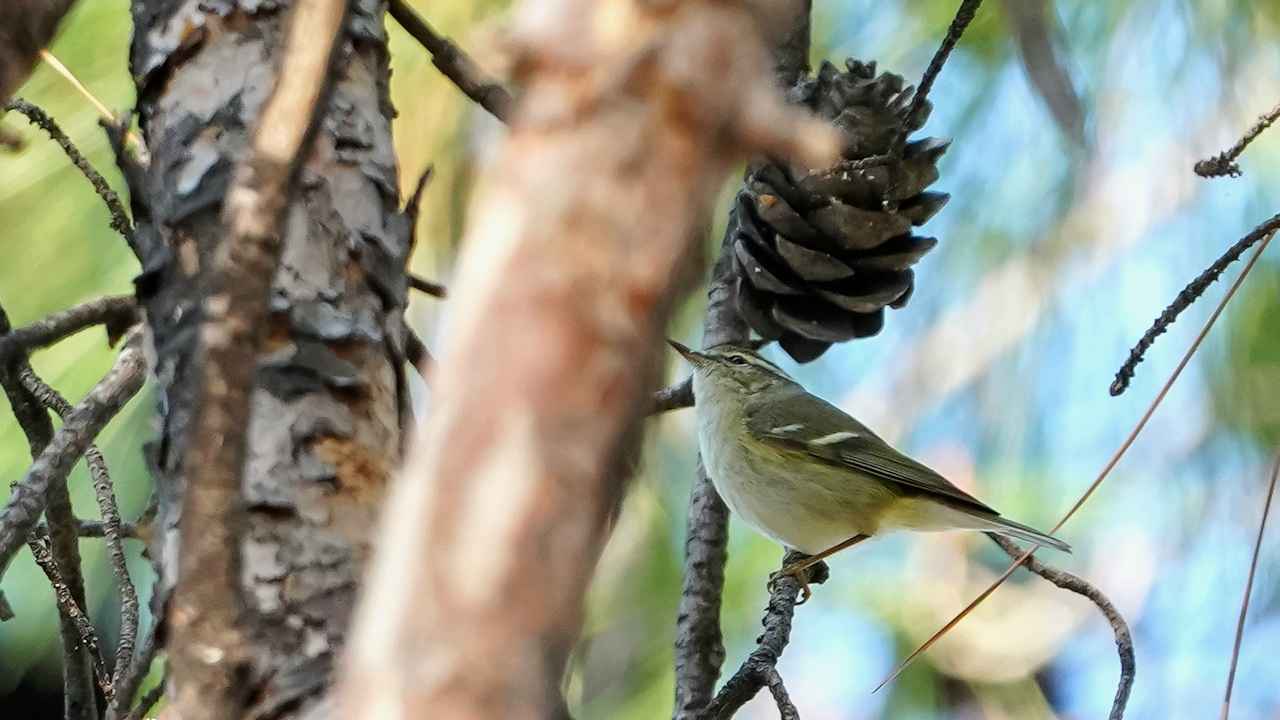 Hume's Warbler