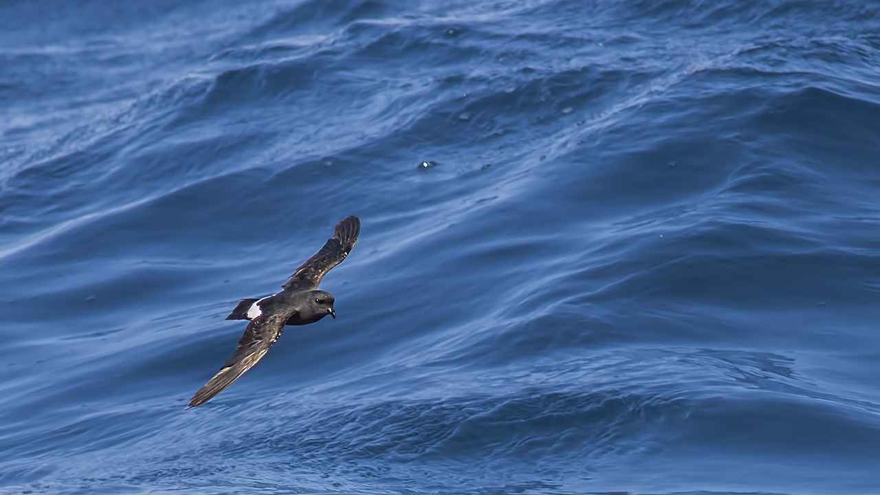 European Storm-Petrel