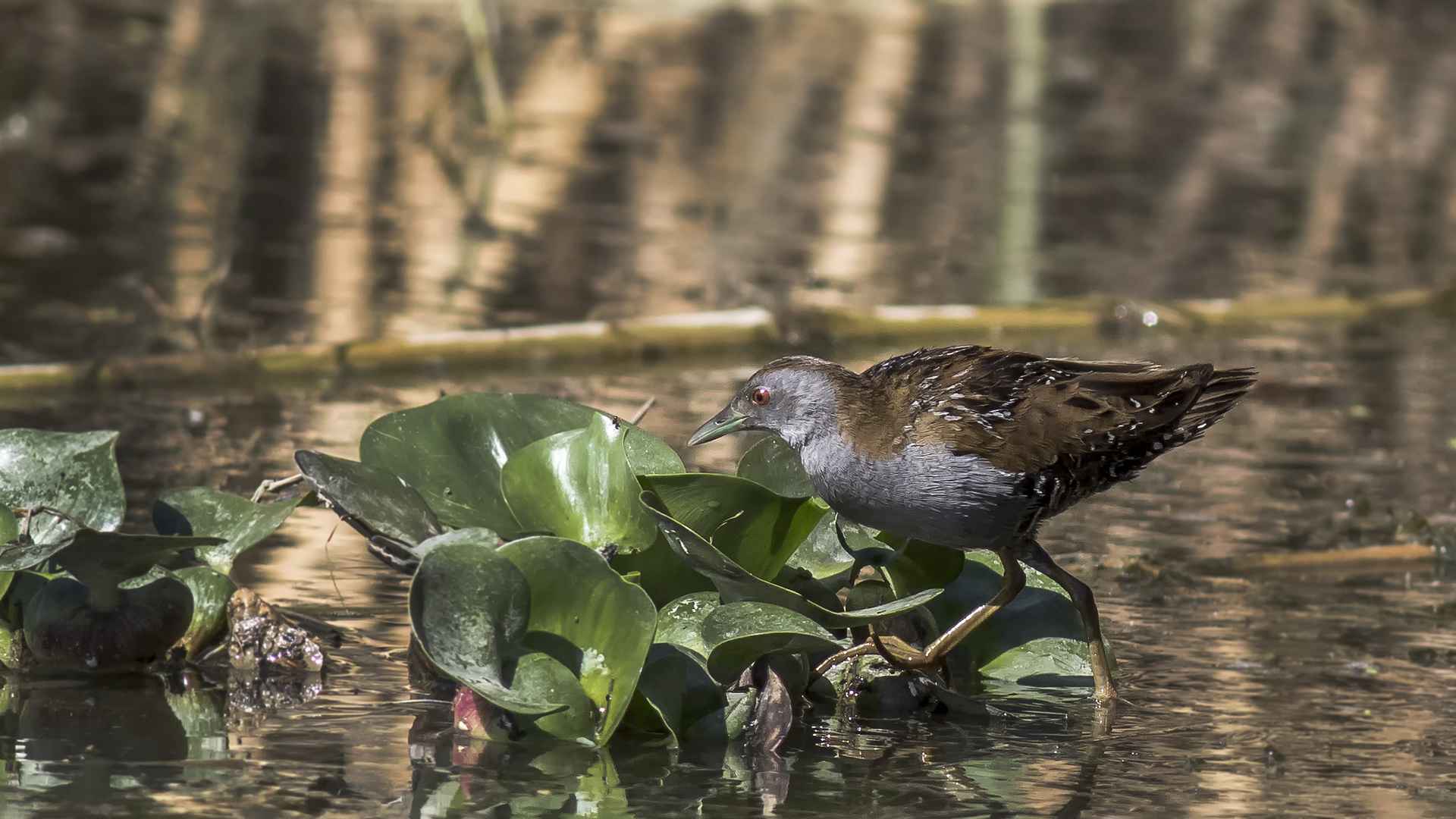 Baillon's Crake
