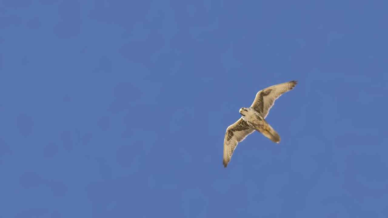 Saker Falcon