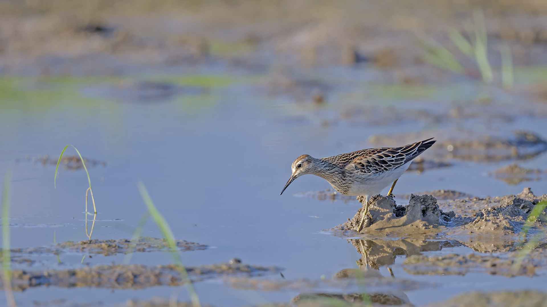 Pectoral Sandpiper