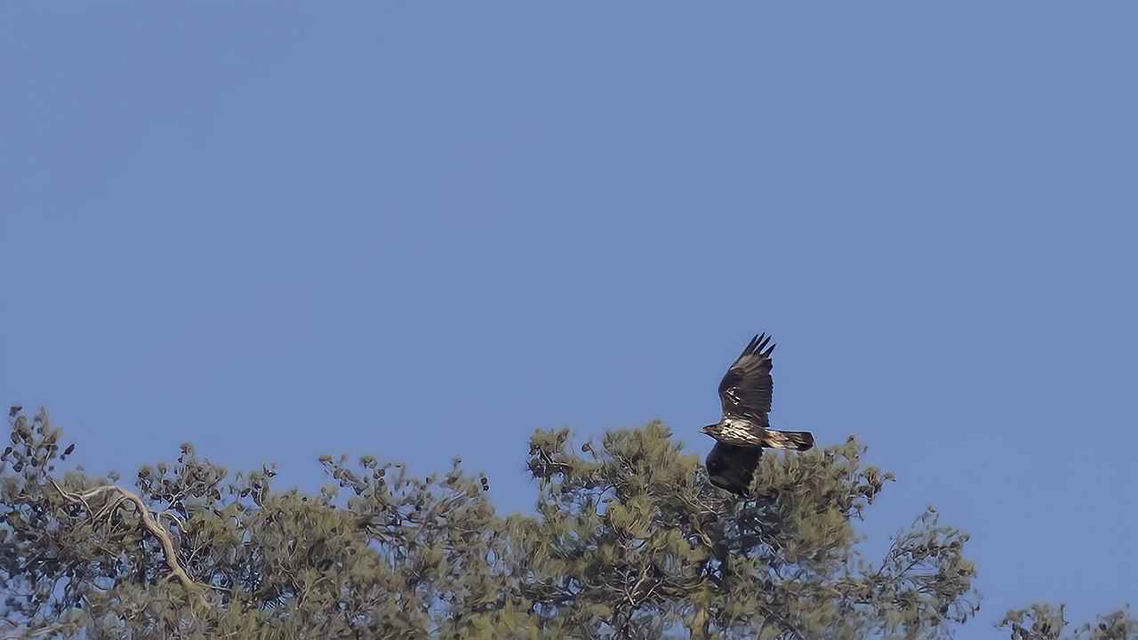 Bonelli's Eagle