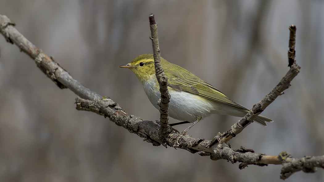 Wood Warbler