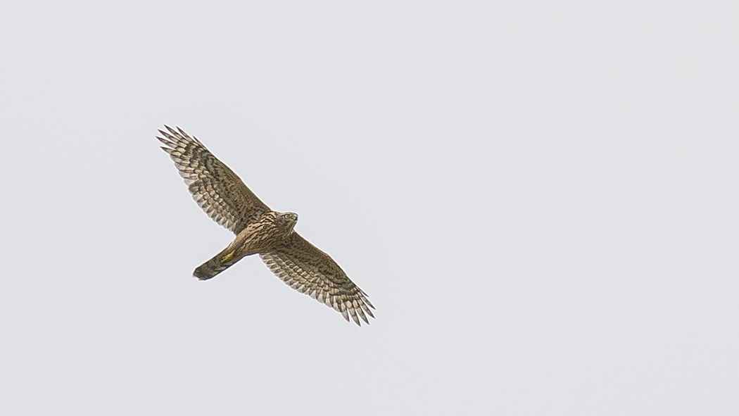 Northern Goshawk