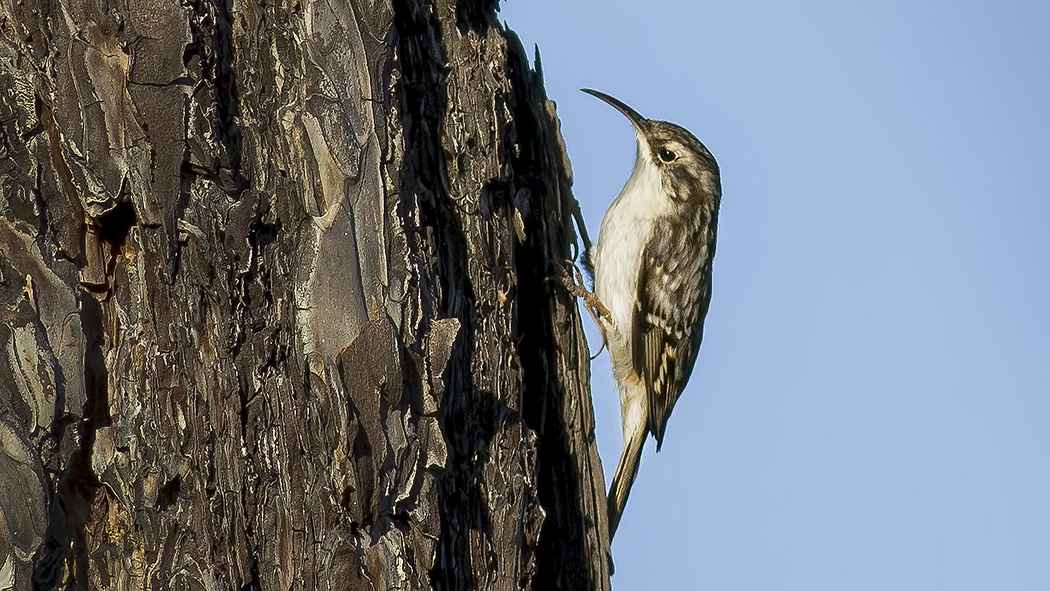 Short-toed Treecreeper