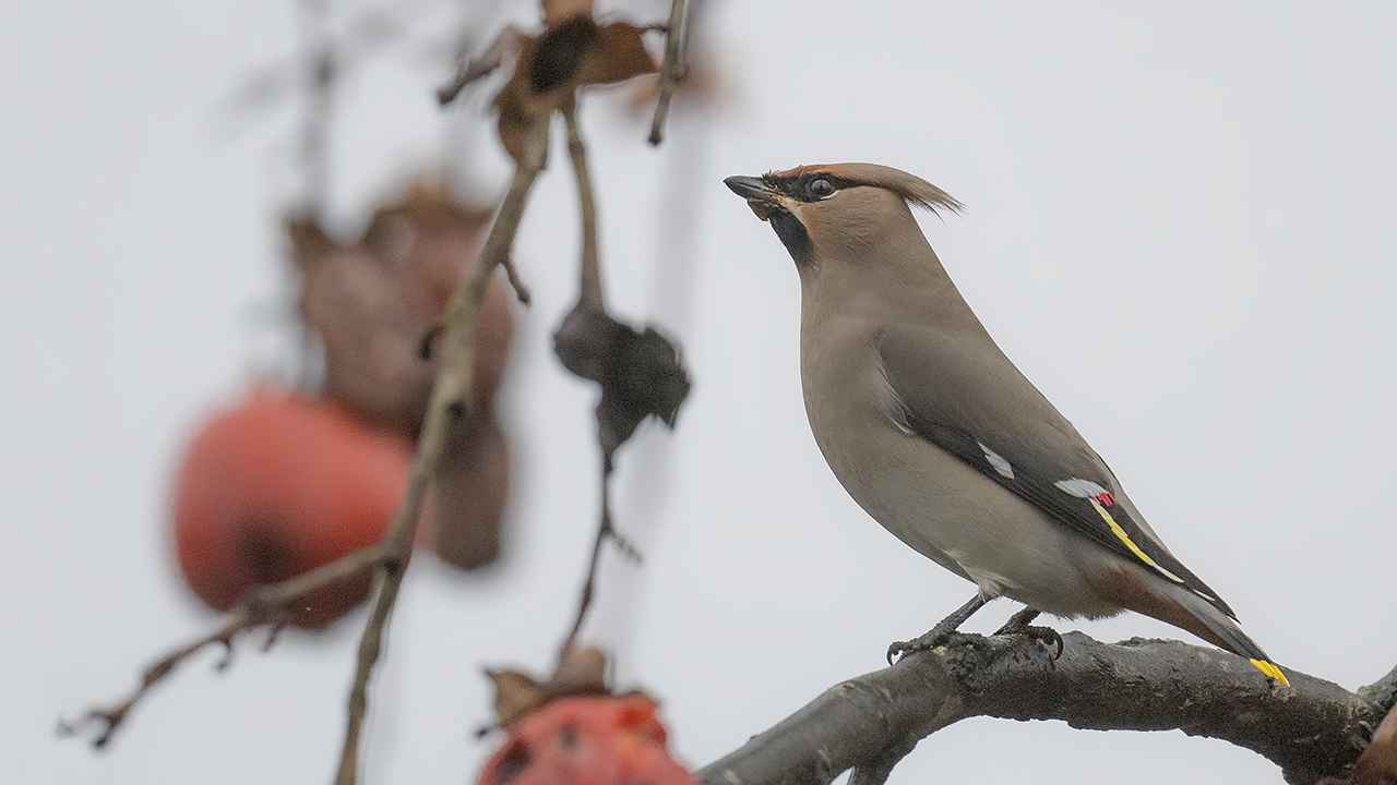 Bohemian Waxwing