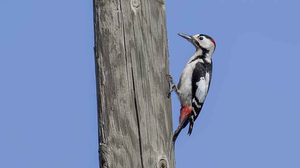 Syrian Woodpecker