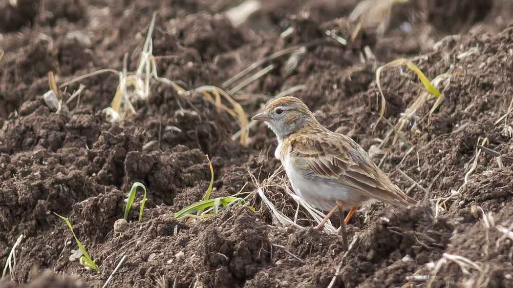 Greater Short-toed Lark