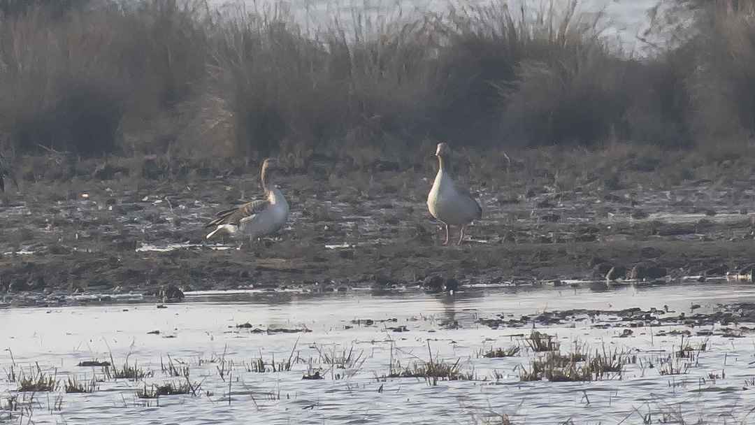 Graylag Goose