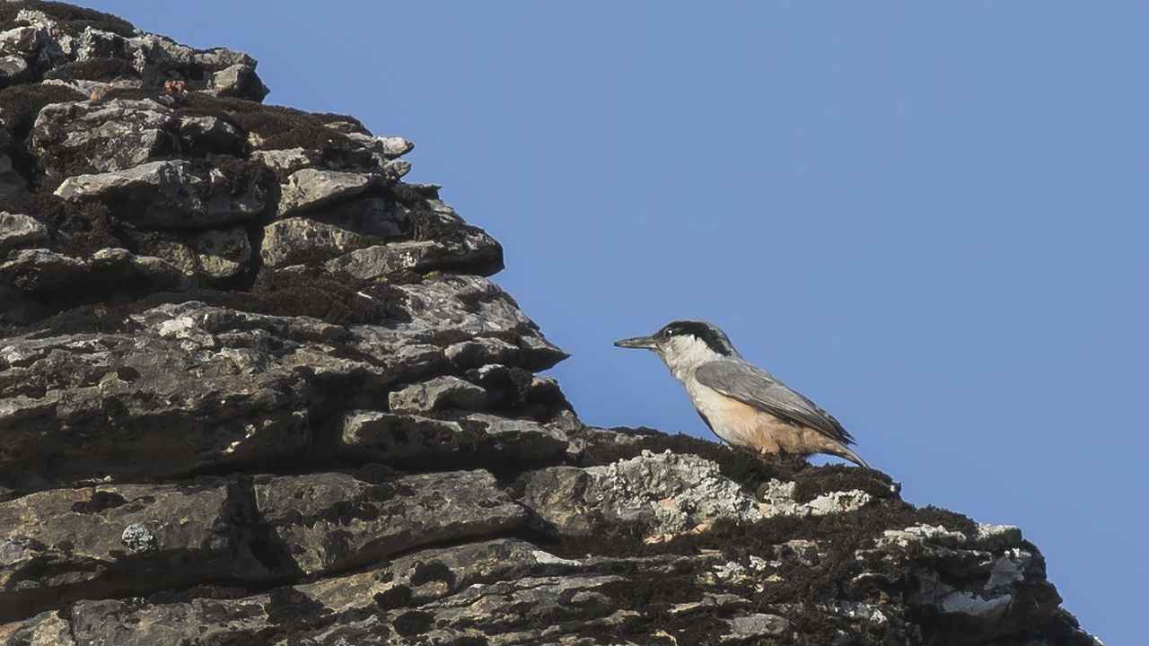 Eastern Rock Nuthatch