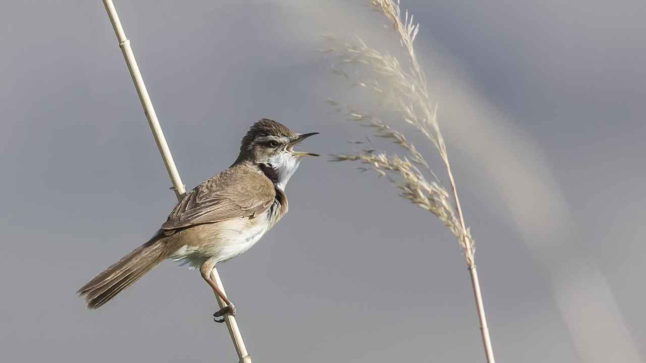 Paddyfield Warbler
