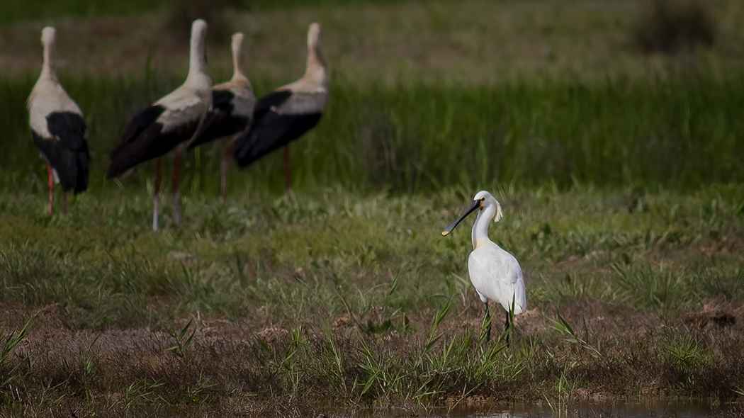 Eurasian Spoonbill