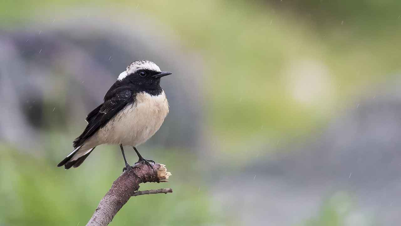 Cyprus Wheatear