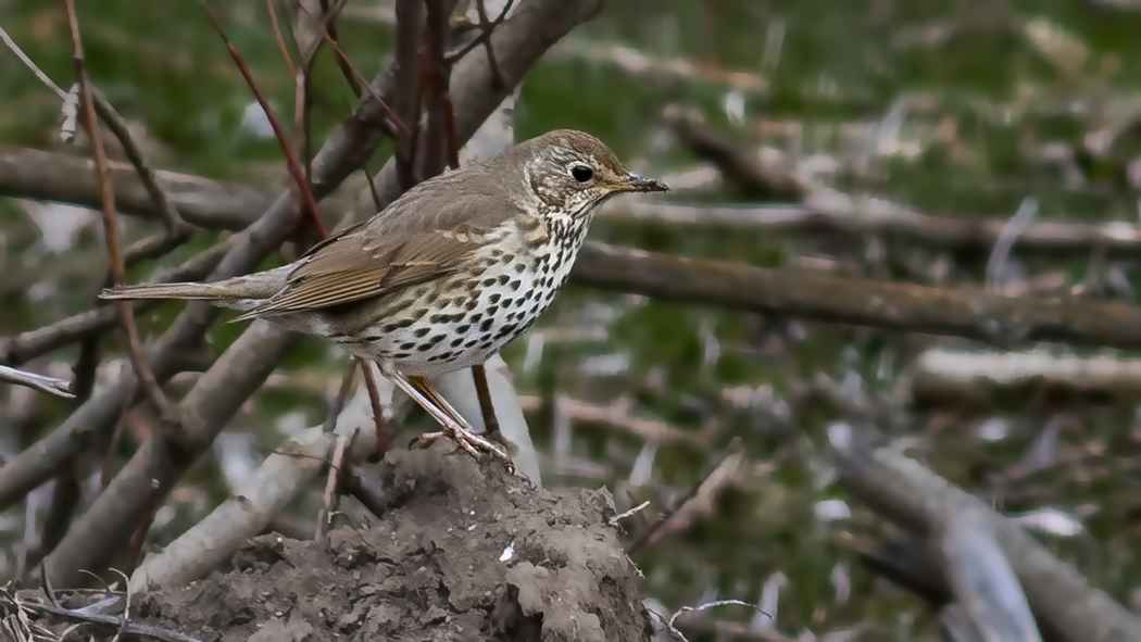 Song Thrush