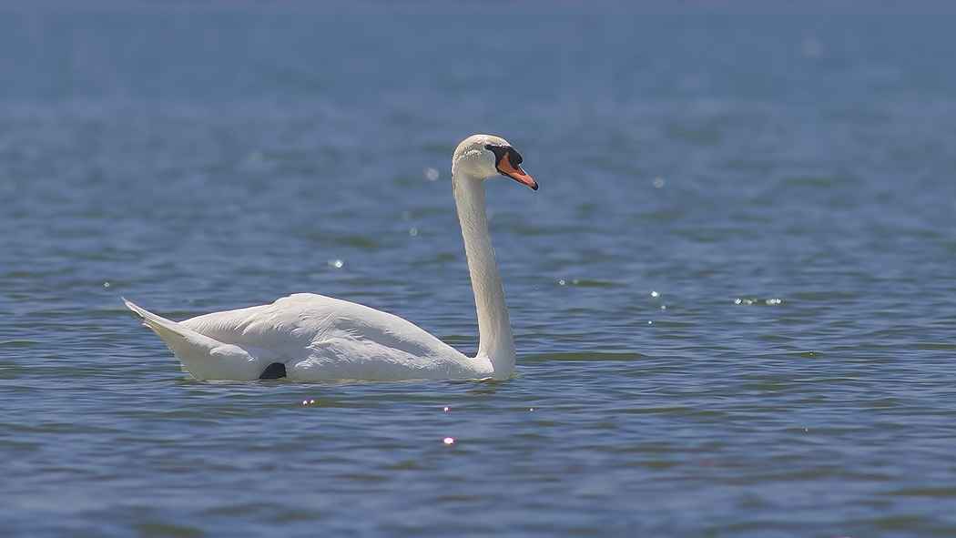 Mute Swan