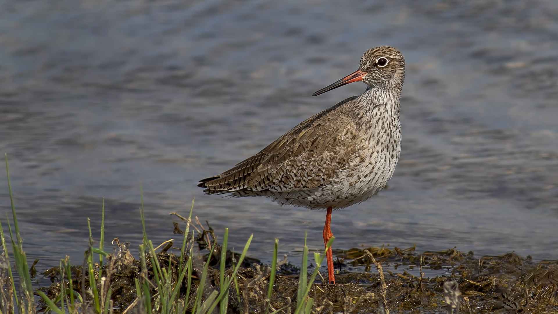Common Redshank