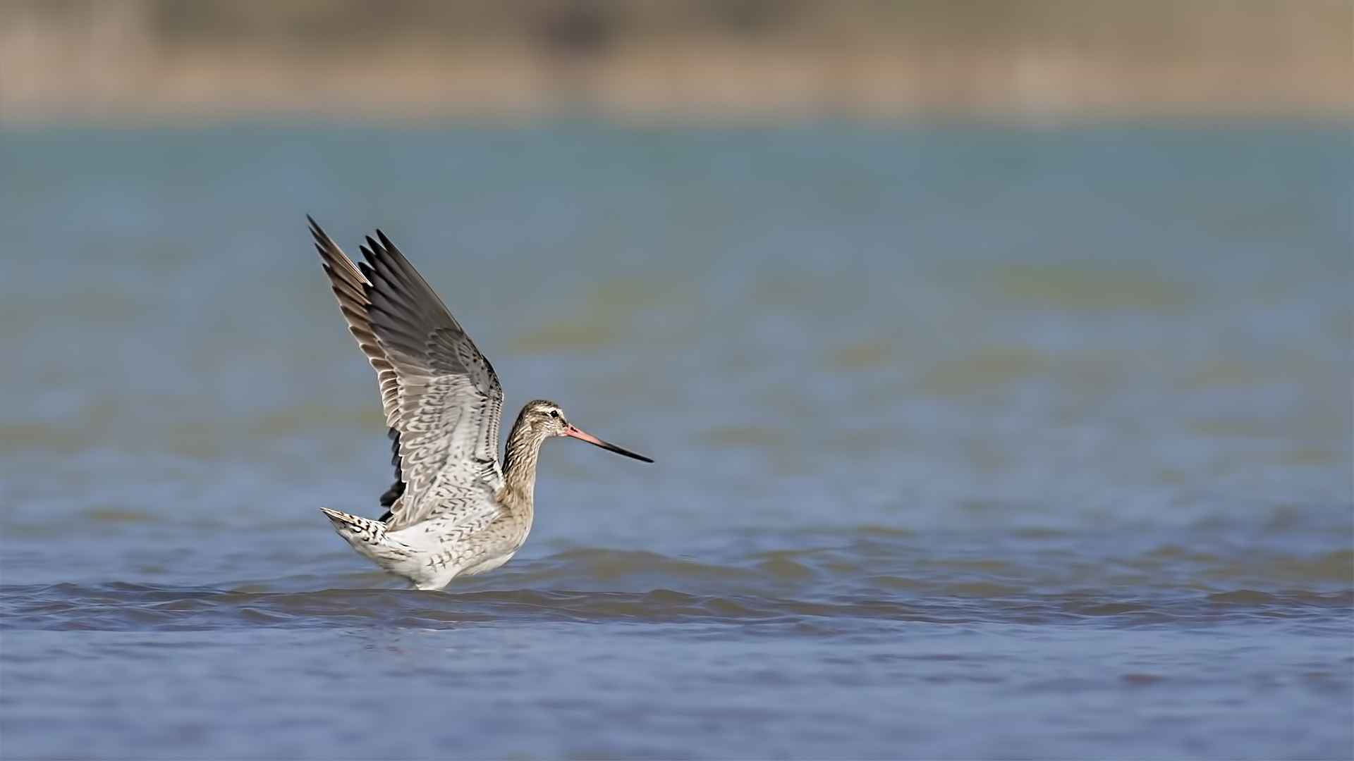 Bar-tailed Godwit