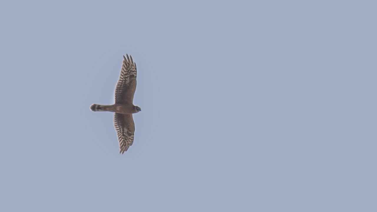 Pallid Harrier