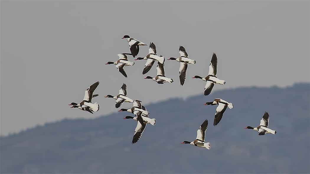 Common Shelduck