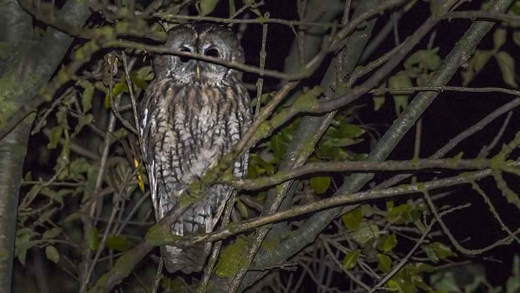 Tawny Owl
