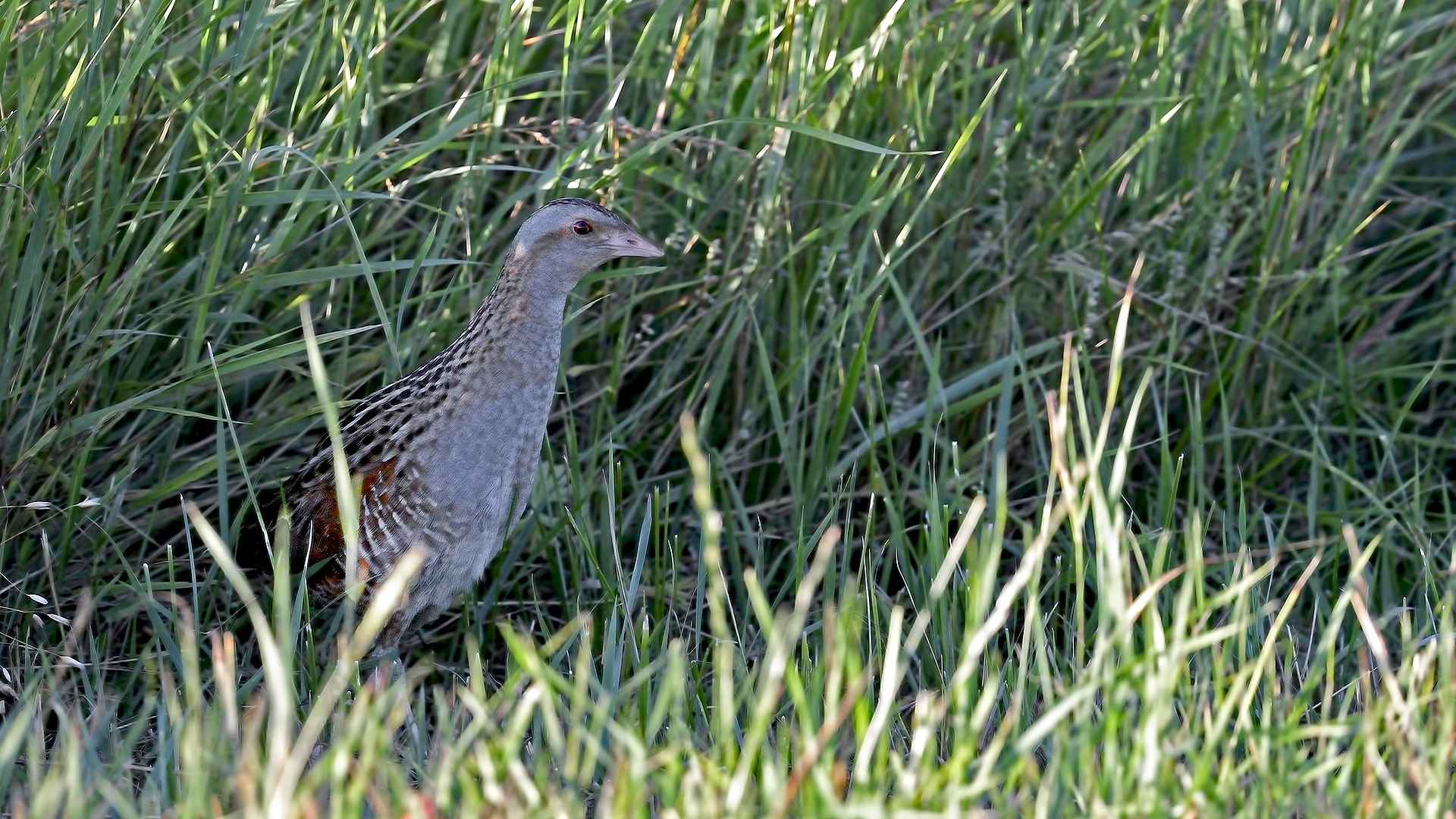 Corn Crake
