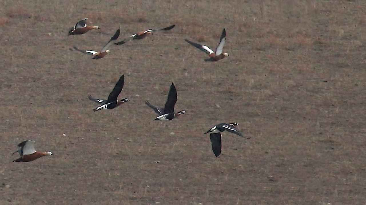 Red-breasted Goose