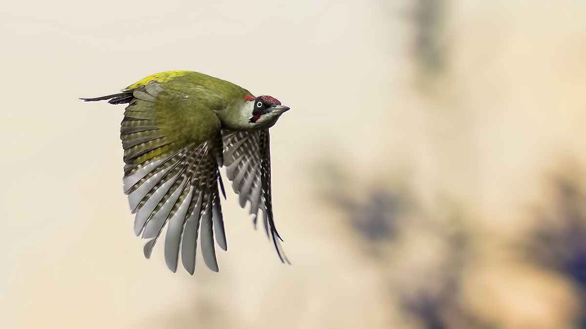 Eurasian Green Woodpecker
